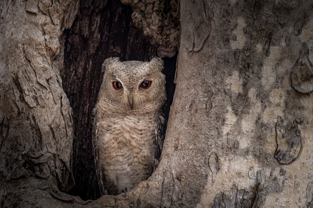 Hidden Tree Owl by Anita Singh — canvas wall art
