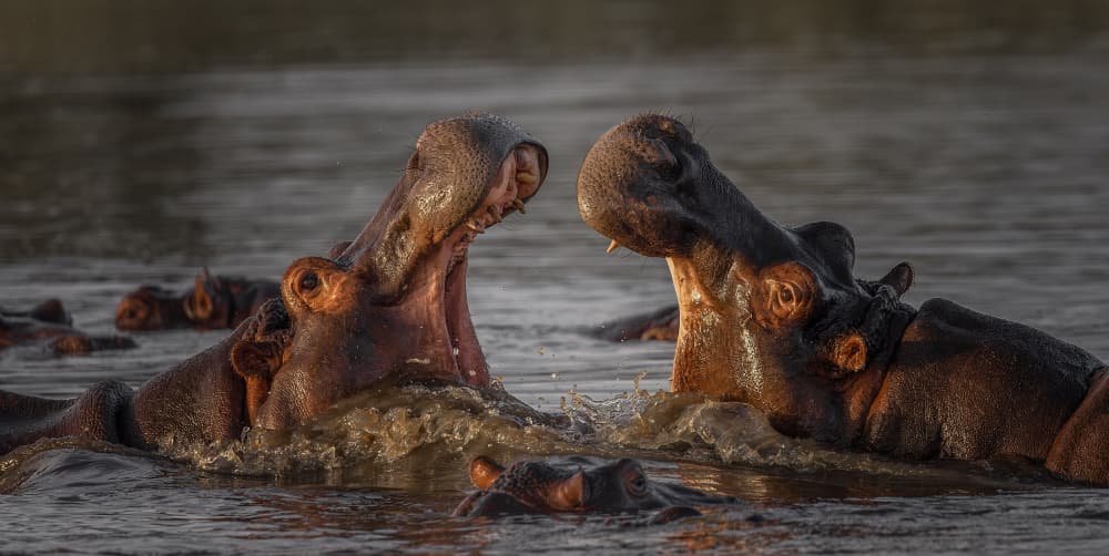 Wild Hippos Confrontation by Peet van den Berg — canvas wall art