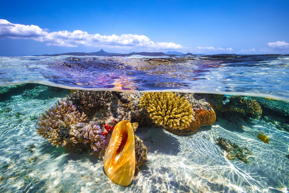 Tropical Ocean Split View by Barathieu Gabriel — canvas wall art