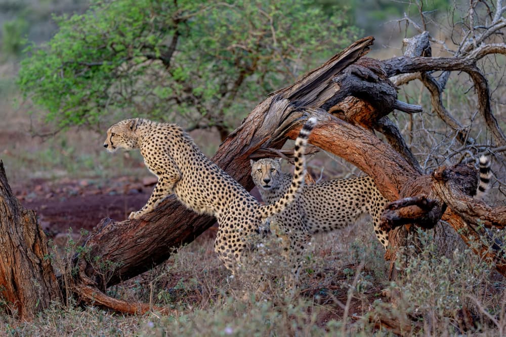 Wild African Cheetahs by Alessandro Catta — canvas wall art