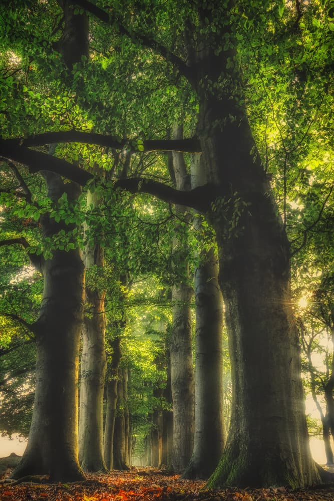Sunlit Woodland Path by Hilda van der Lee — canvas wall art