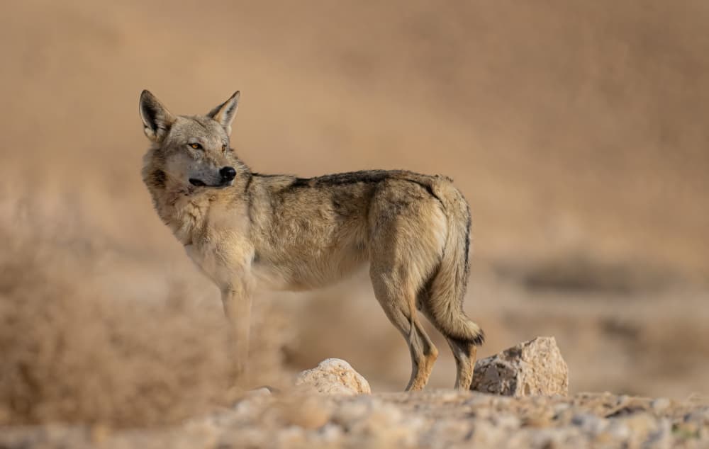 Solitary Desert Wolf by Eldad Levin — canvas wall art