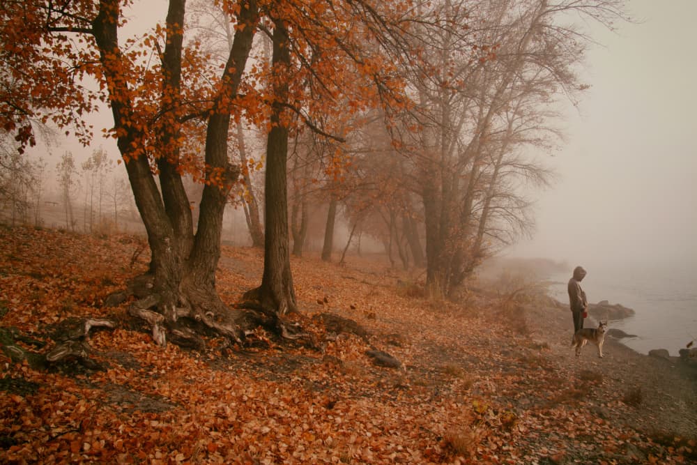 Misty Autumn Dog Walk by Alexander Kiyashko — canvas wall art