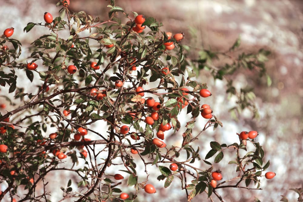 Vibrant Rose Hips by Christina Sillen — canvas wall art