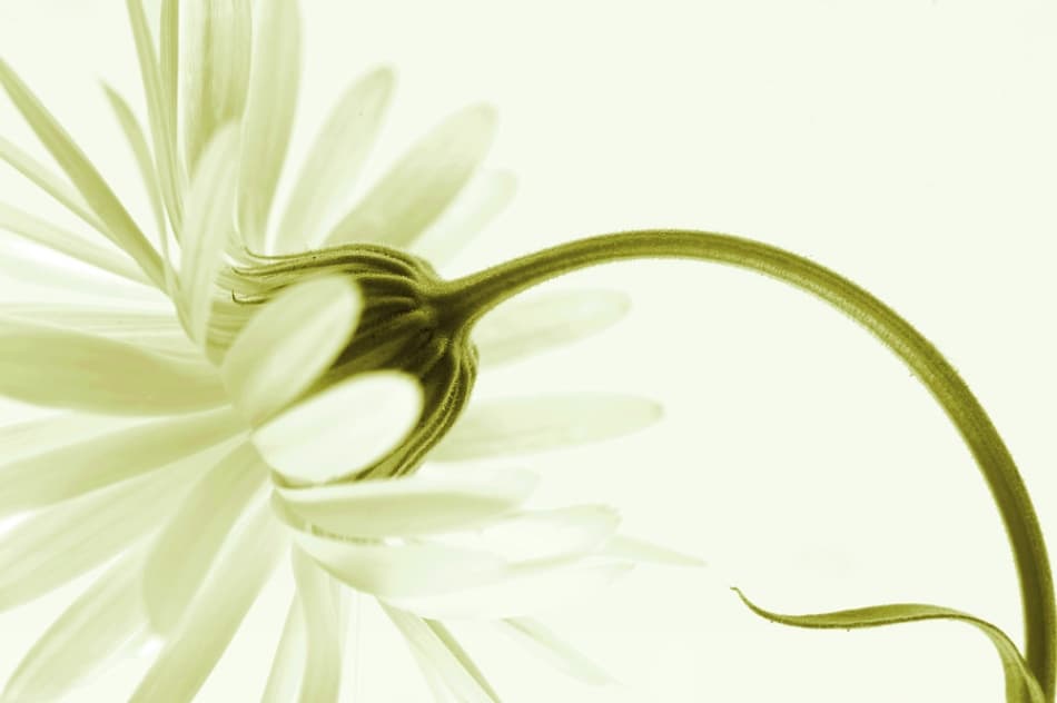 Elegant Daisy Curve by Priska Wettstein — canvas wall art