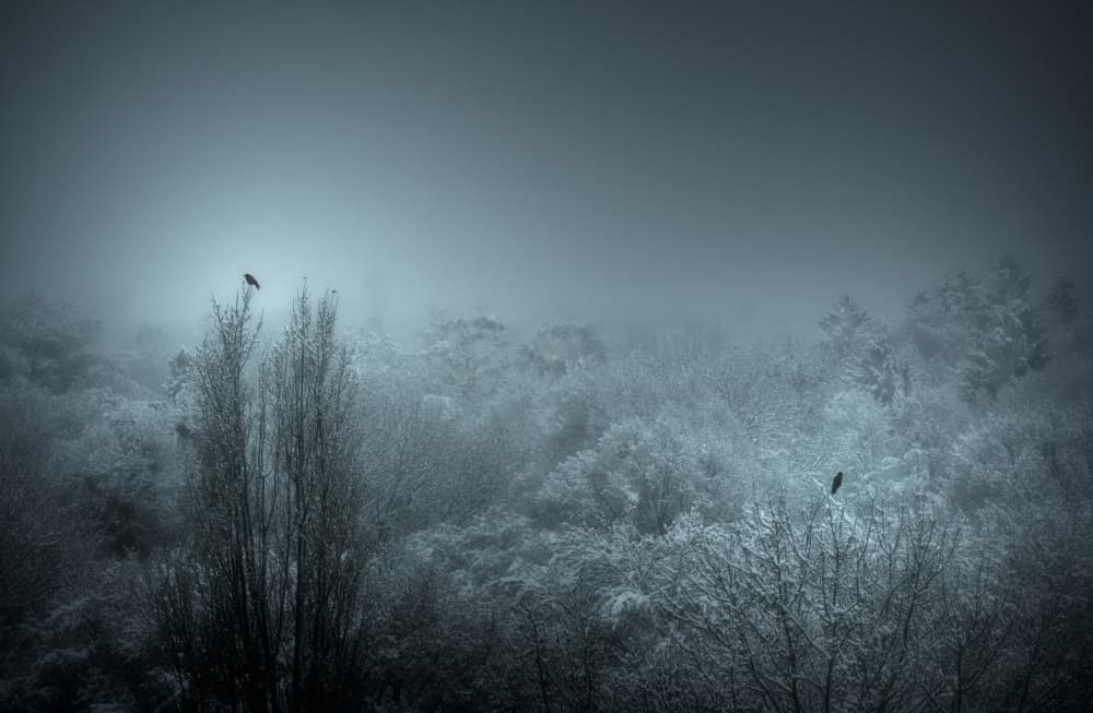 Misty Winter Crows by Rainer Inderst — canvas wall art