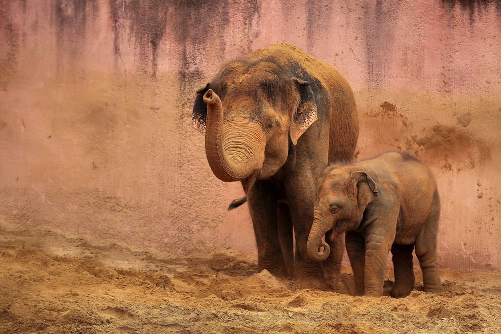 Gentle Elephant Family by Antje Wenner-Braun — canvas wall art
