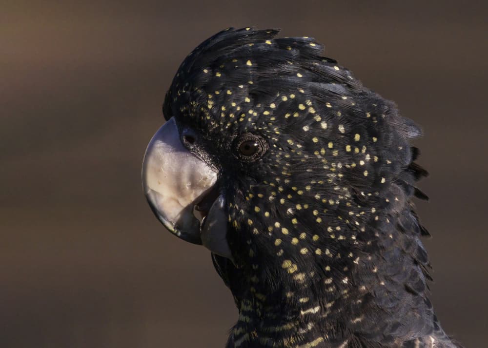 Spotted Black Cockatoo by Susan Moss — canvas wall art