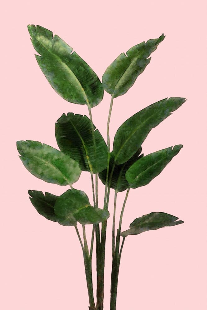 Tropical Plant Pink Background by amini54 — canvas wall art