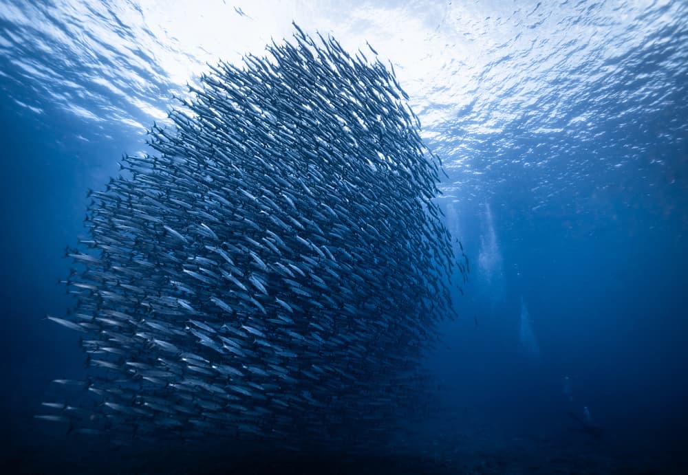 Deep Blue Fish School by YongHoon Choi — canvas wall art