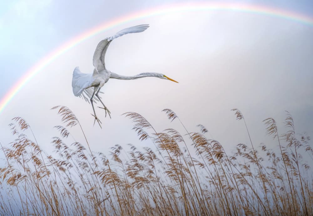 Egret Under Rainbow by אייל בר אור • Eyal Bar Or — canvas wall art
