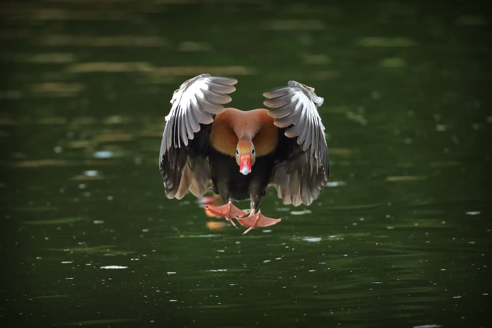 Graceful Duck Landing by Nicolás Merino — canvas wall art