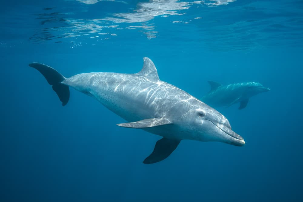 Serene Underwater Dolphins by Barathieu Gabriel — canvas wall art