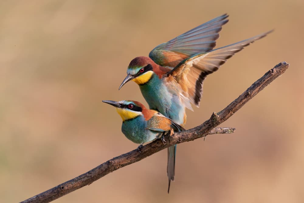 Vibrant Bee-eater Pair by Paolo Bolla — canvas wall art