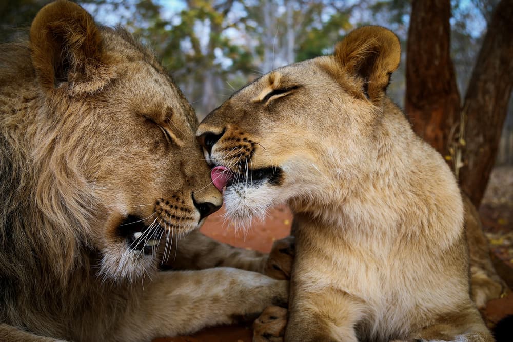 Lions Loving Moment by ManginiPhotography — canvas wall art