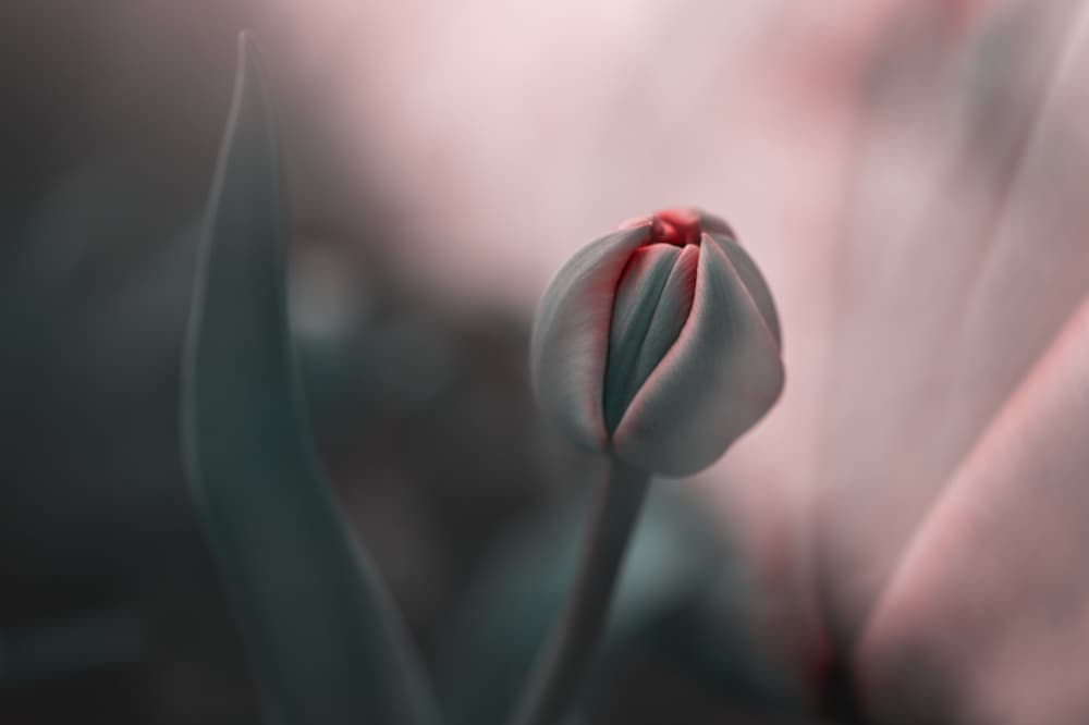 Soft Tulip Bud by Nikki Georgieva V E G A N I K — canvas wall art