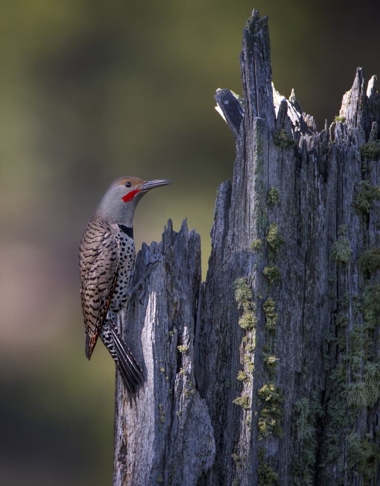 Northern Flicker on Stump by verdon — canvas wall art