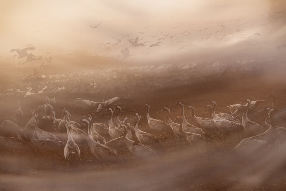 Misty Crane Migration by Keren Or — canvas wall art
