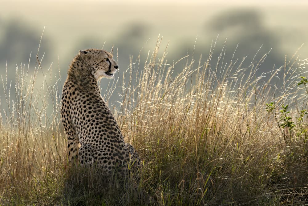Cheetah in Golden Grass by Hung Tsui — canvas wall art