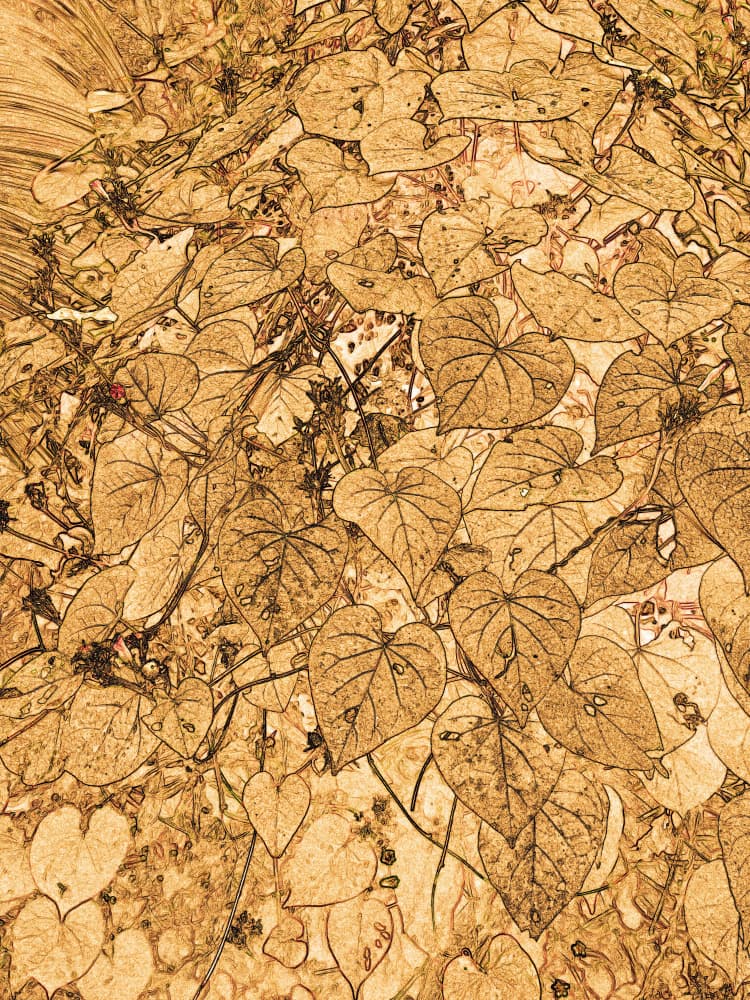 Vintage Botanical Vines by Santhosh ch — canvas wall art