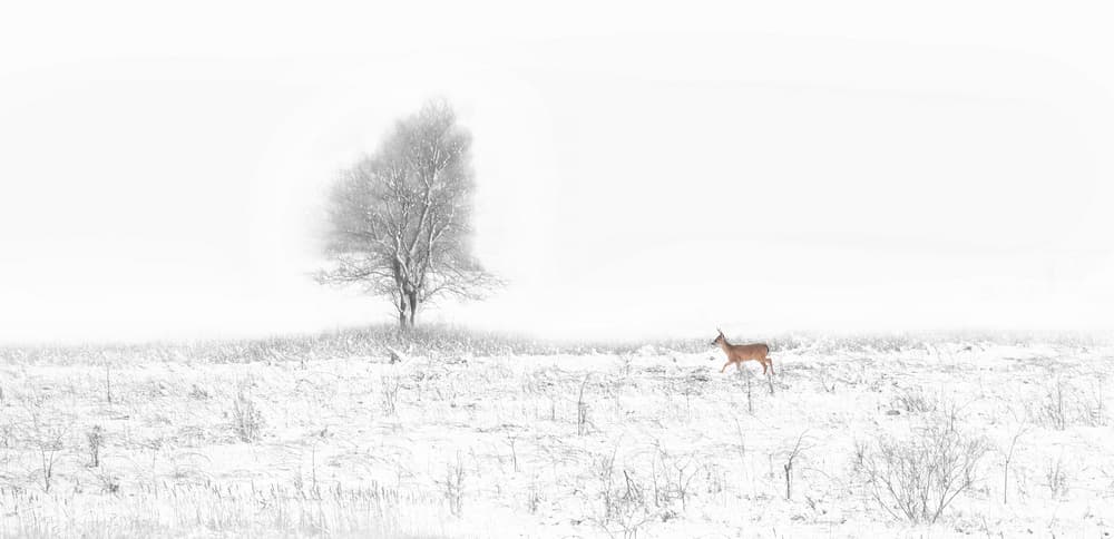 Winter Field Deer by Yu Cheng — canvas wall art
