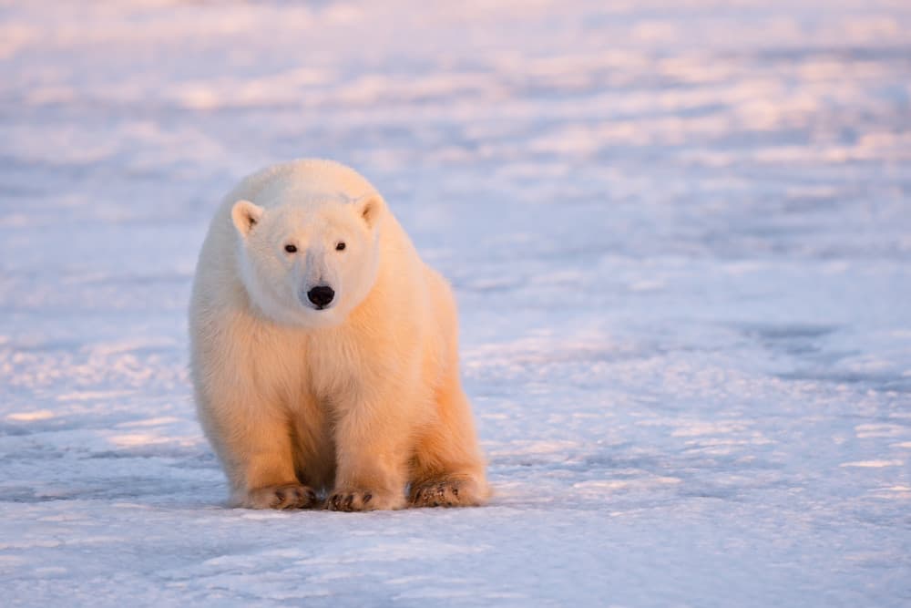 Serene Polar Bear by Marco Pozzi — canvas wall art