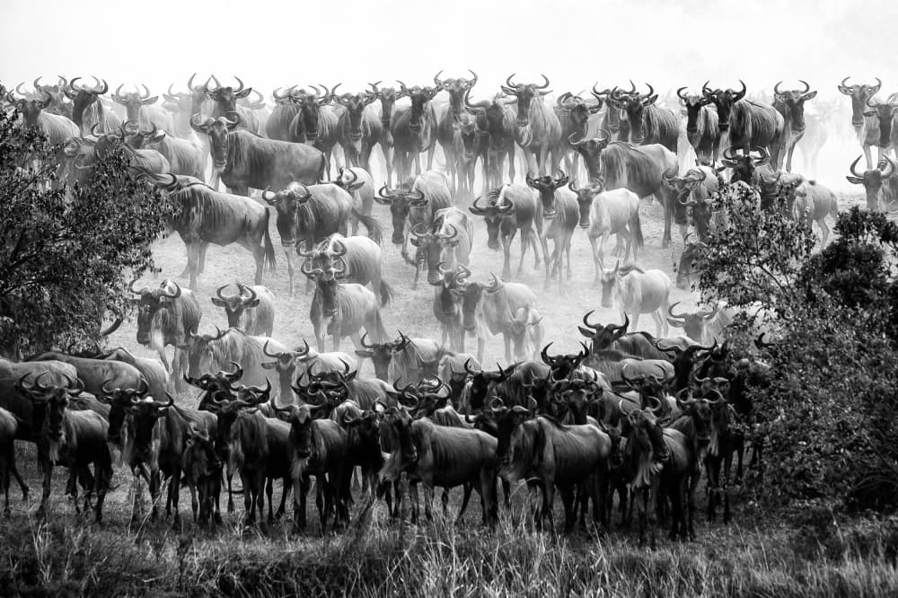 Great Wildebeest Migration by Mohammed Alnaser — canvas wall art