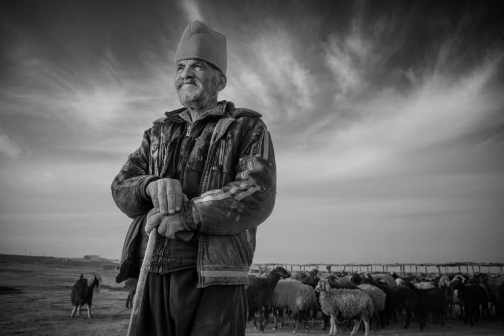 Wise Shepherd's Gaze by amir masoud arabshshi — canvas wall art