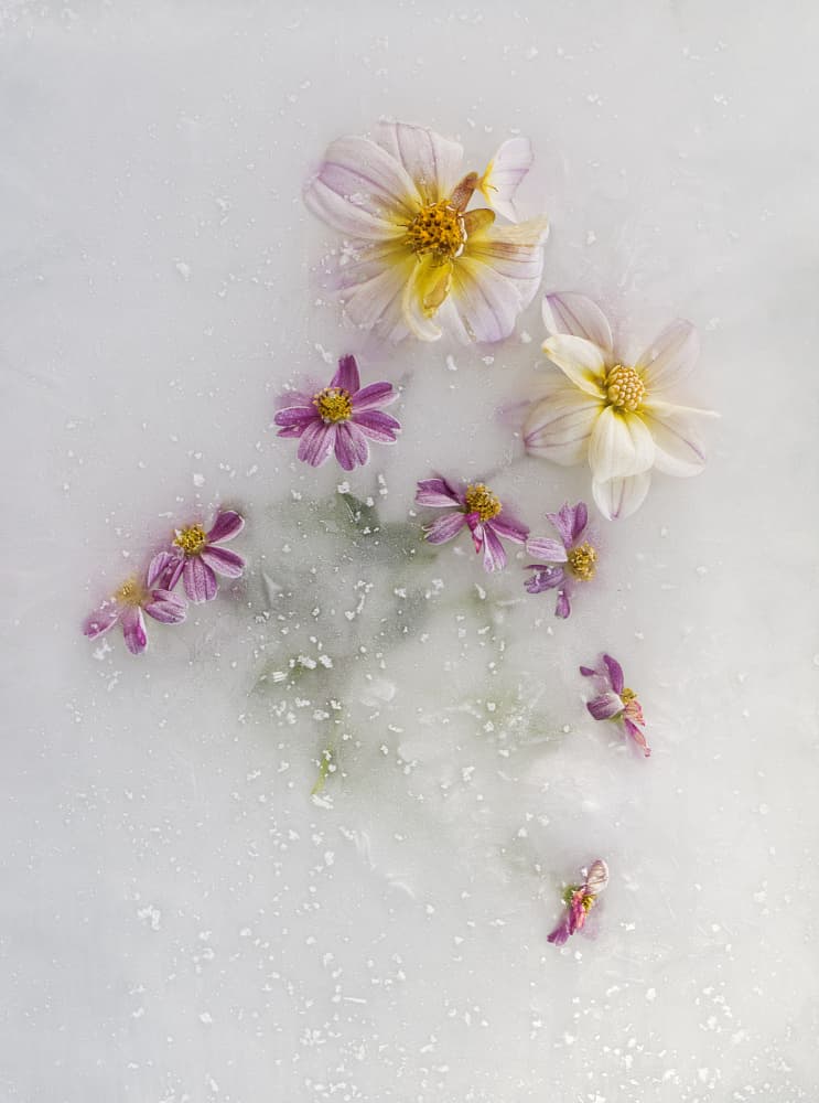 Delicate Flowers Floating by Pedro Uranga — canvas wall art