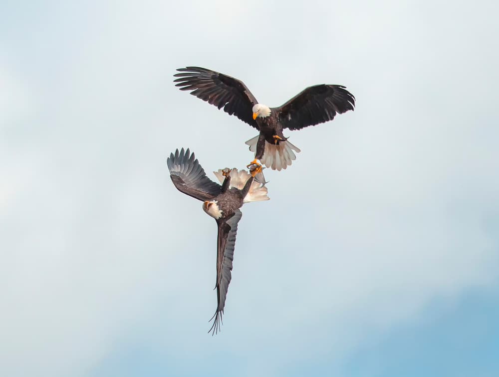Aerial Eagle Clash by Fion Wong — canvas wall art