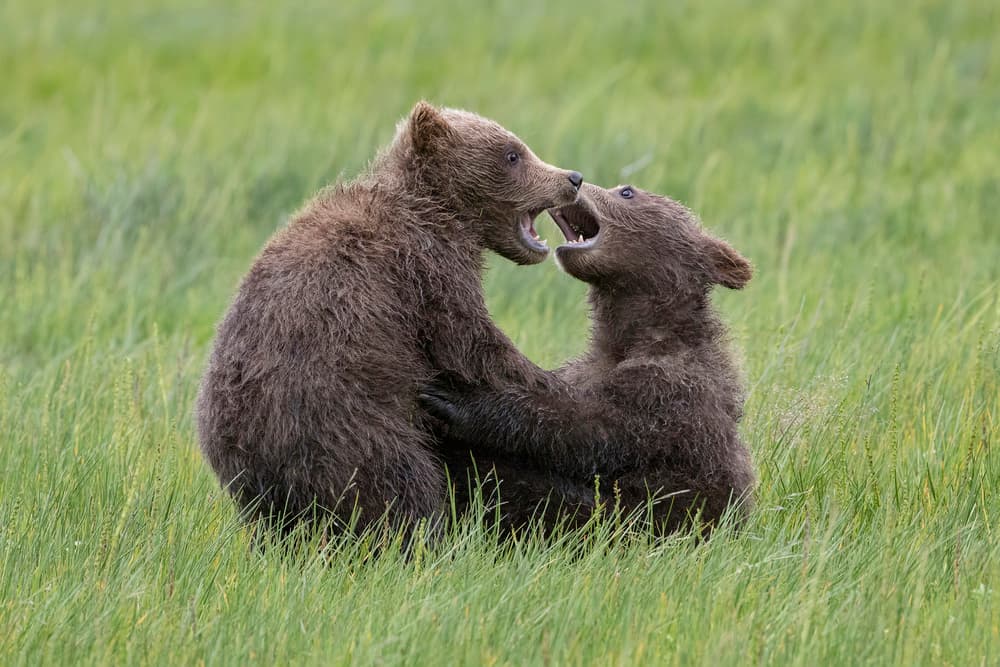 Tussle of Twins by Renee Doyle — canvas wall art