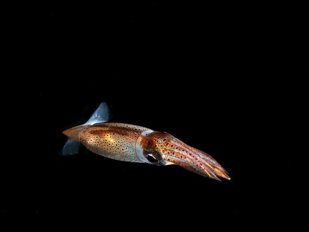 Elegant Squid Glow by Ilan Ben Tov — canvas wall art