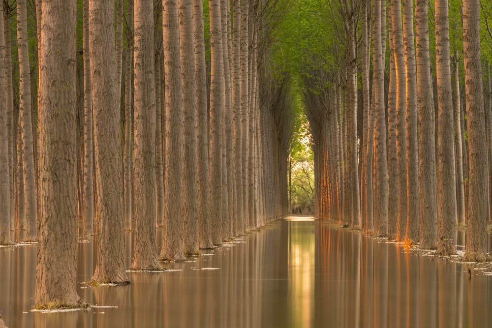 Golden Tree Avenue by TONY GORAN — canvas wall art
