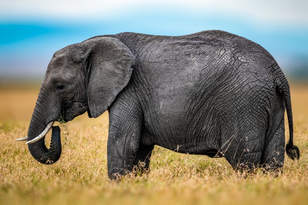 Savanna Elephant Grazing by Ahmed Elsheshtawy — canvas wall art