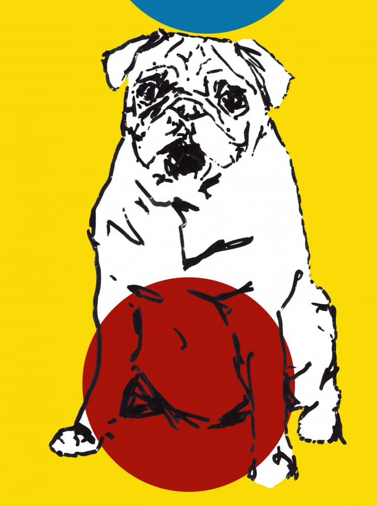 Colorful Pug Pop Art by casa cartissi — canvas wall art