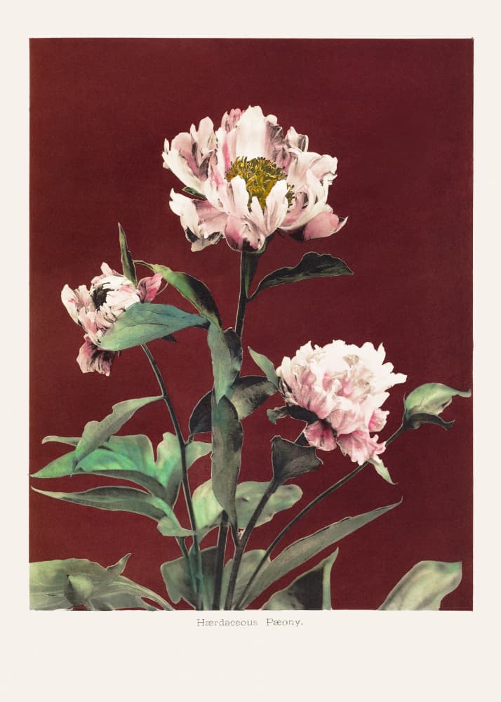 Hærdaceous Peony no2 by Ogawa Kazumasa — canvas wall art