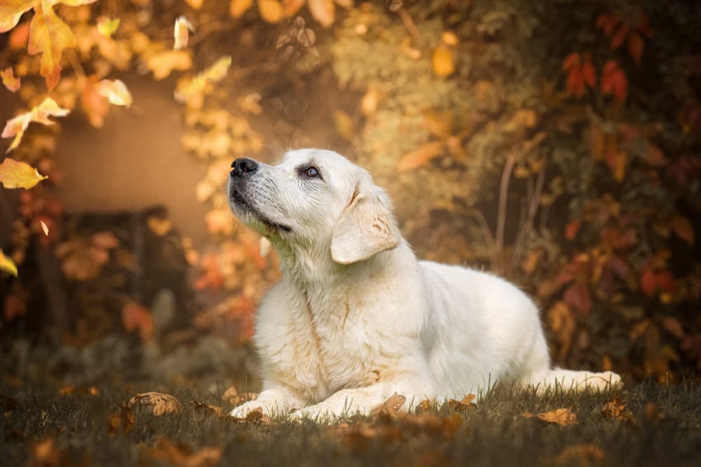 Autumn Golden Retriever by Christiane Heggemann — canvas wall art