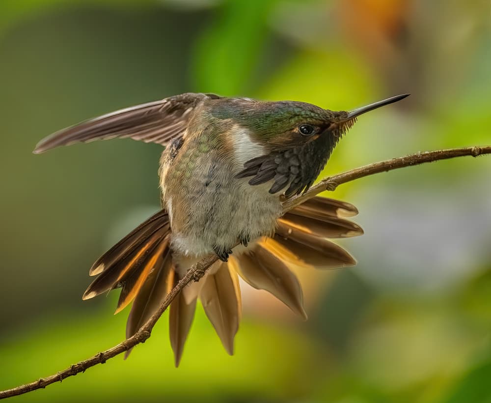 Vibrant Hummingbird Display by Yuan Su — canvas wall art