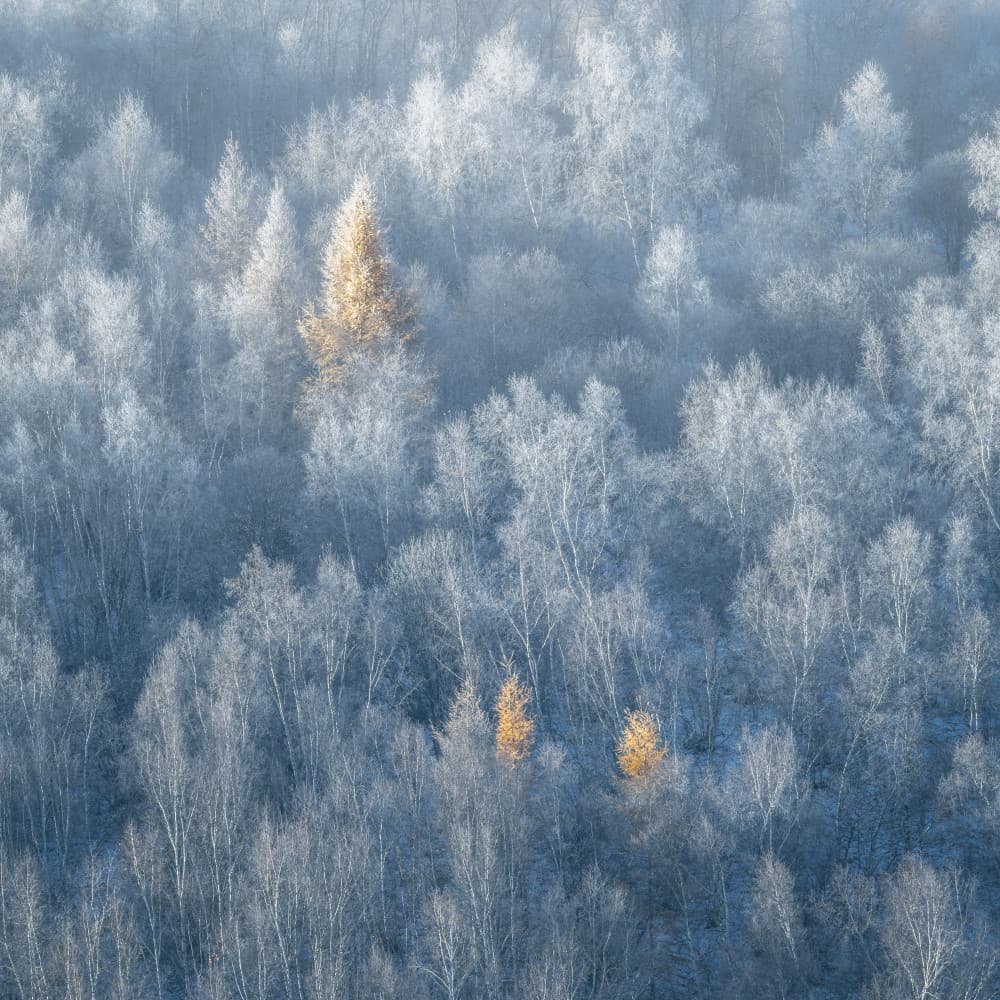 Golden Larches Winter Frost by Dawn X W — canvas wall art