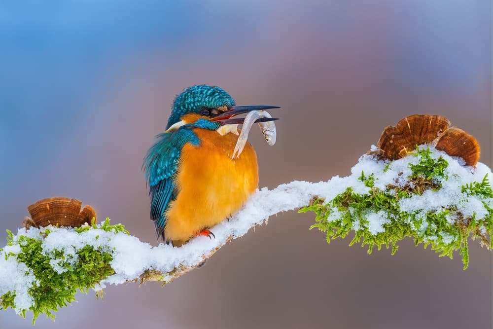 Kingfisher Winter Catch by Petar Sabol — canvas wall art