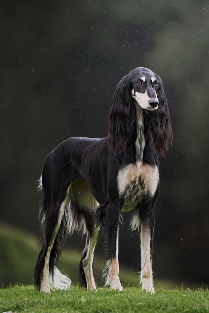 Majestic Saluki Portrait by Lisandro PEREZ — canvas wall art