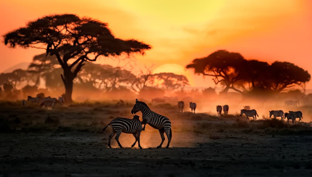 Safari Sunset Zebras by Mario Vigo — canvas wall art