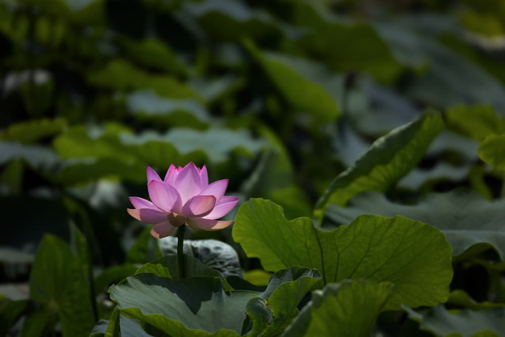 Pink Lotus Bloom by Sunao Isotani — canvas wall art