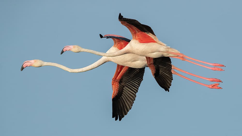 Graceful Flamingo Flight by Joan Gil Raga — canvas wall art