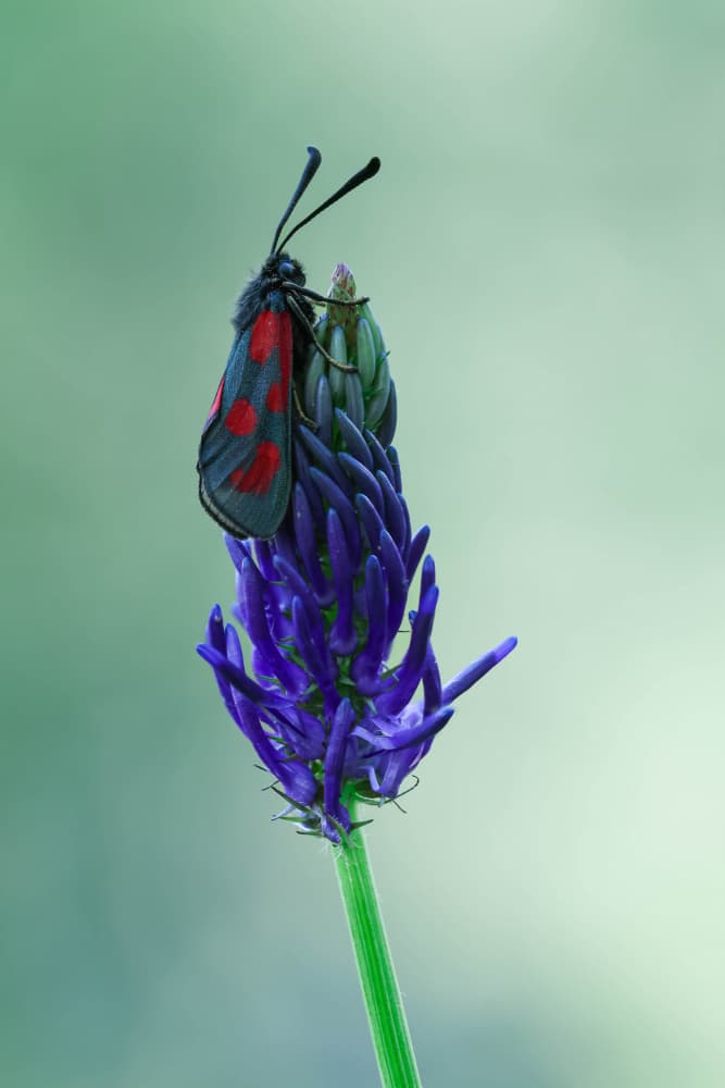 Vibrant Moth Bloom by Adrian Tudose — canvas wall art