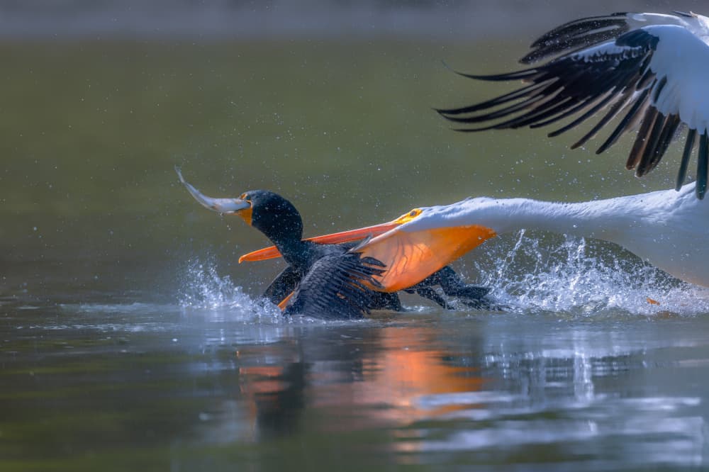 Pelican Cormorant Fish Battle by Johnson Huang — canvas wall art