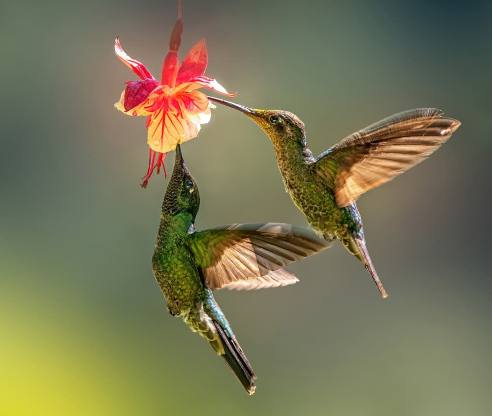 Hummingbirds and Fuchsia by Yuan Su — canvas wall art