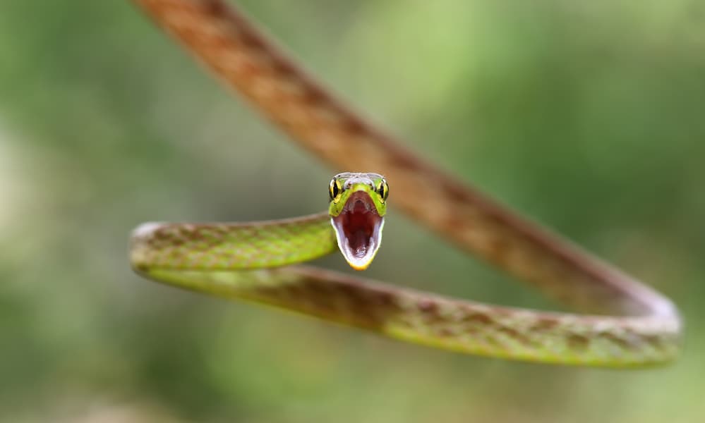 Intense Green Snake Gape by Jim Cumming — canvas wall art