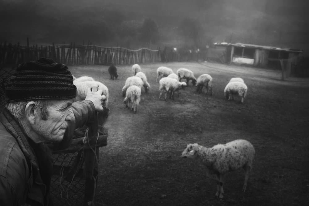 Misty Rural Shepherd by Todor Tanev — canvas wall art