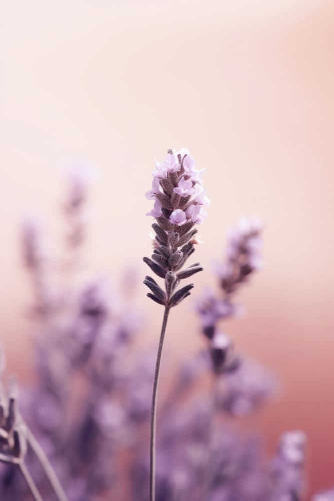 Lavender Serenity by Treechild — canvas wall art